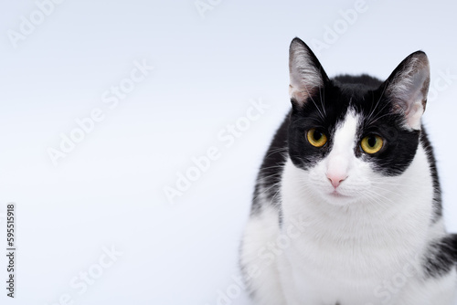 Czarno-biała kocica siedzącą na białym tle pozująca do zdjęcia 