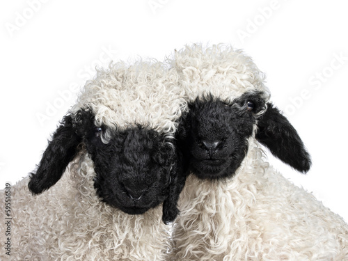 Head shot of an adorable one and a half week old Walliser Schwartznase aka Valais Blacknose lamb, facing front. Looking towards camera. Isolated on a white background. photo