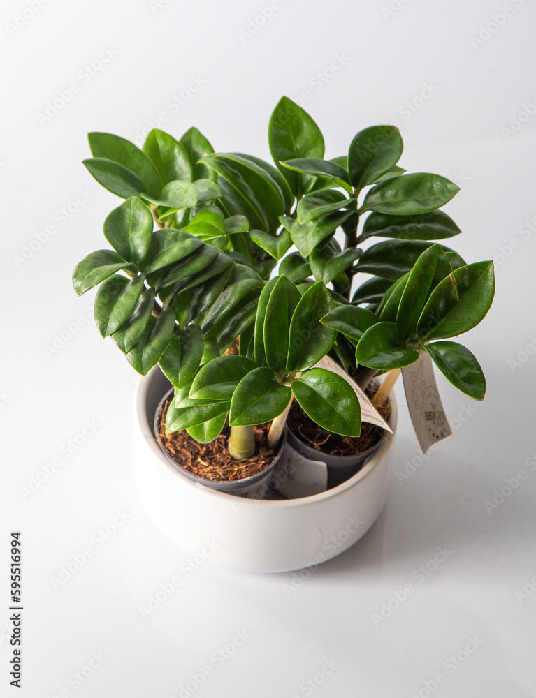 Fototapeta premium Mini Zamioculcas. Green home zamiifolia flower in a white pot. Grow flowers in the garden. Floriculture. Green leaves. Flora background. Zanzibar Gem The tree auspicious. ZZ plant, Zuzu houseplant