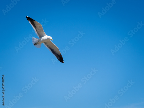 flying seagull with blue background