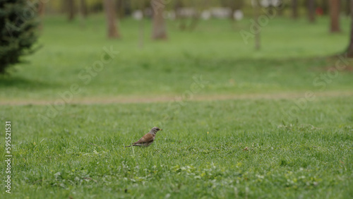 FieldFare bird searching for food on a grass field © GCapture