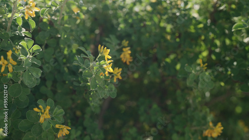 blossoming bush with yellow flowers in spring