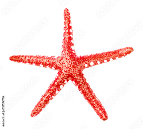 Bright red alive starfish. Beautiful isolated textured sea creature