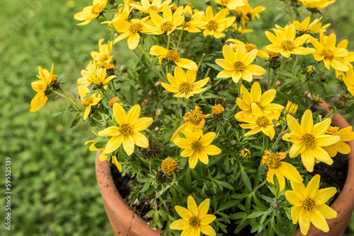 Yellow bidens flowers closeup as floral background photo