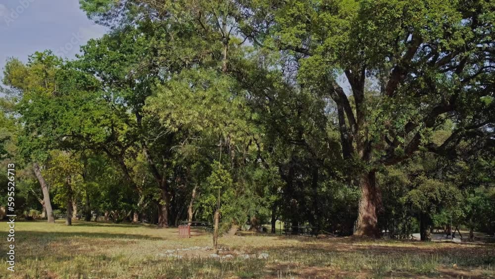 A big green tree in a park on a sunny summer day. On a warm spring day, a large green tree in a garden. A beautiful tree full of green leaves. Slow motion panning video of a gorgeous tree outdoors. A big green tree in a park on a sunny summer day. On a warm spring day, a large green tree in a garden. A beautiful tree full of green leaves. Slow motion panning video of a gorgeous tree outdoors.