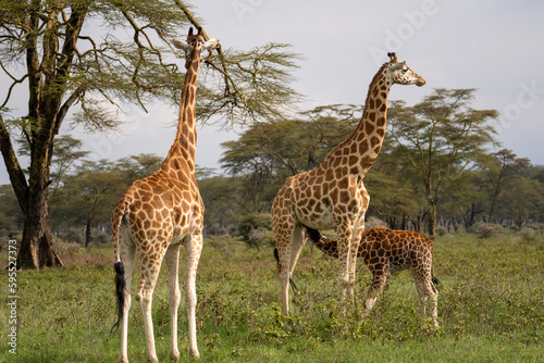 Giraffes in the grass in Lake Nakuru National Park  Kenya  Africa.
