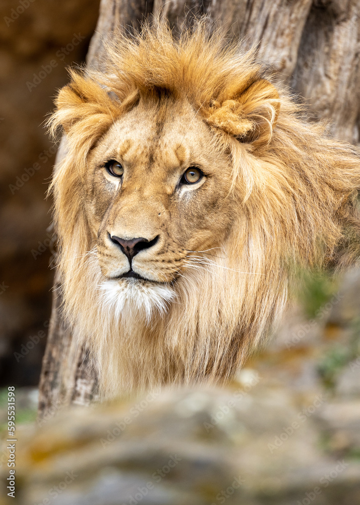 Panthera Leo Roaring in the African Wilderness: Rare Sighting of a Majestic Lion Panthera Leo Roaring in the African Wilderness: Rare Sighting of a Majestic Lion