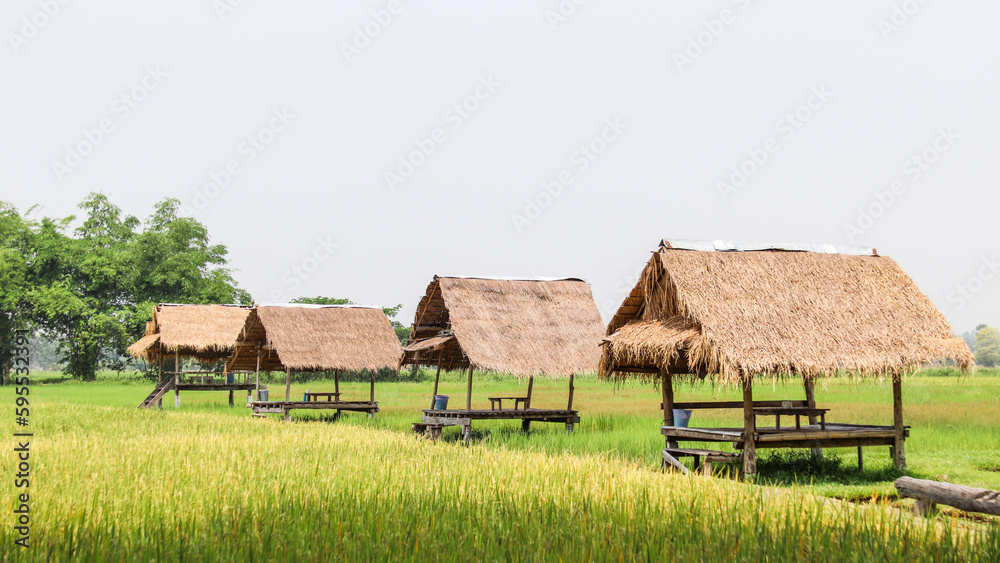 landscape in the rice field.