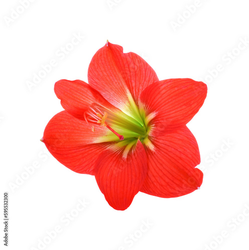 Fototapeta Naklejka Na Ścianę i Meble -  Amaryllis flower/ Amaryllis flower transparent png