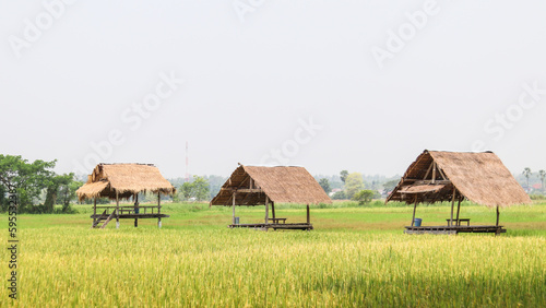 landscape in the rice field.