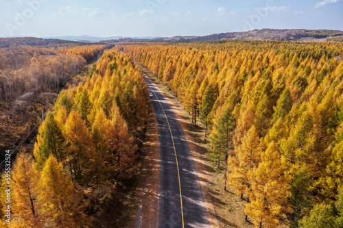 Road highway passes through the forest. Road and pine forest landscape in autumn.