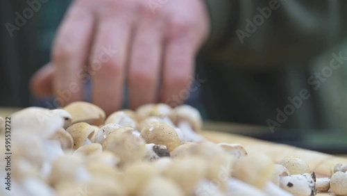 PRUGNOLI FUNGHI PRIMAVERILI photo