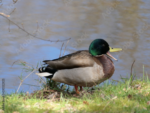 Ente mit offenem Schnabel
 photo