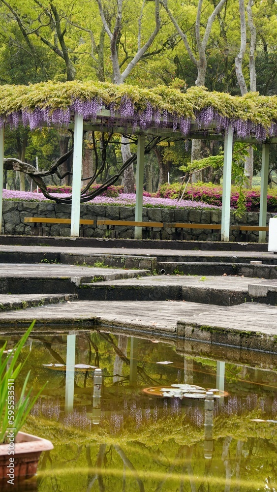 Fototapeta premium 番の洲公園の藤棚・ツツジ・タイム【香川県坂出市番の洲】6