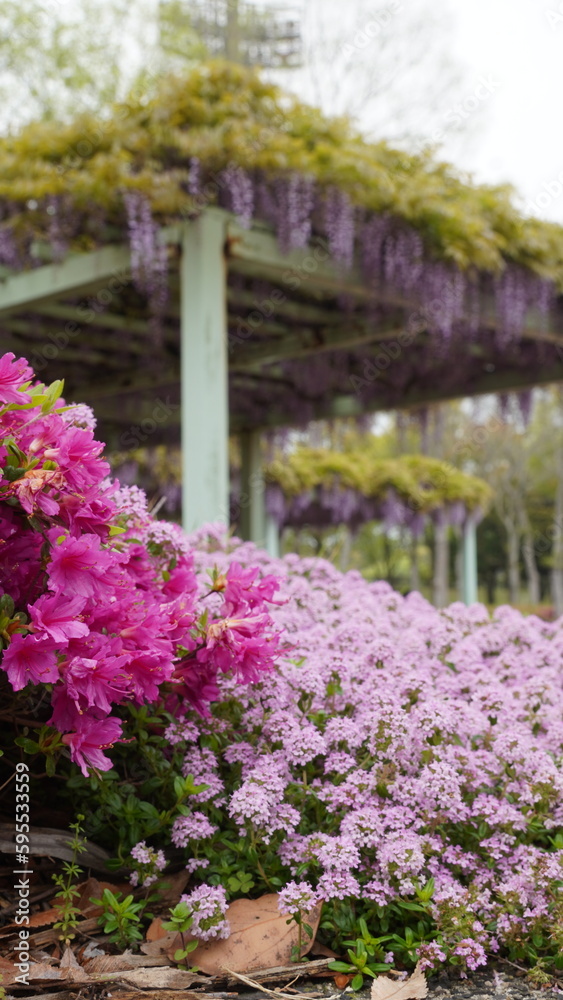 番の洲公園の藤棚・ツツジ・タイム【香川県坂出市番の洲】3