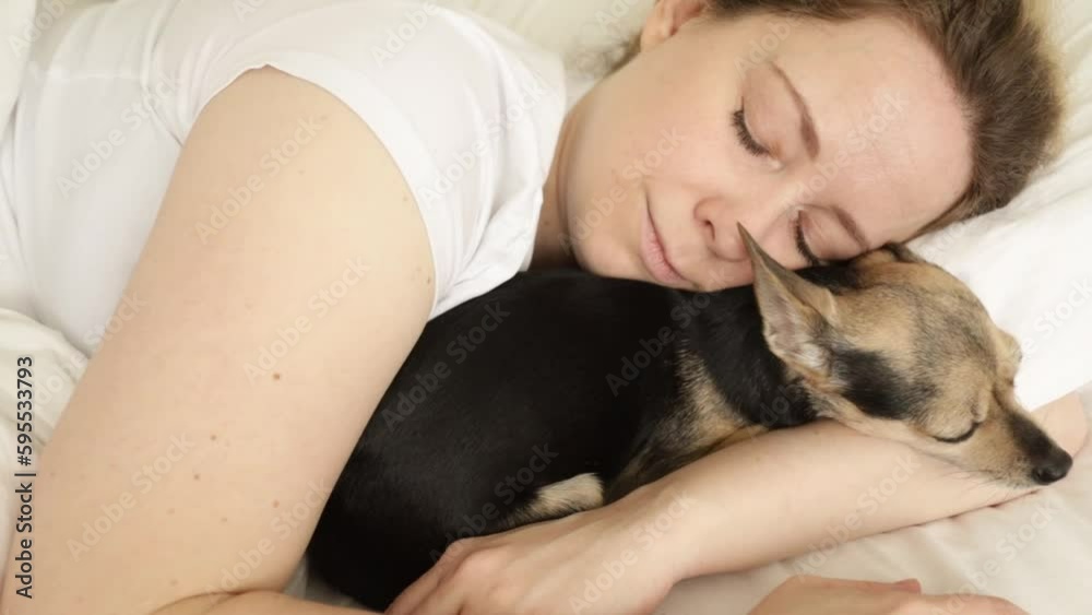 small dog sleeps with the owner small dog sleeps with the owner