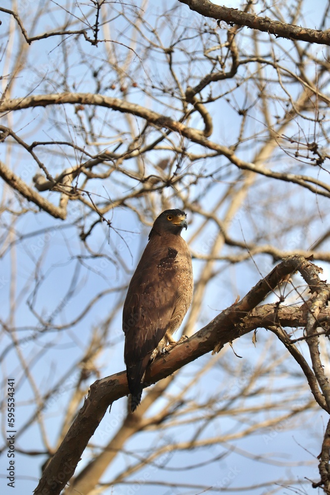 red tailed hawk red tailed hawk