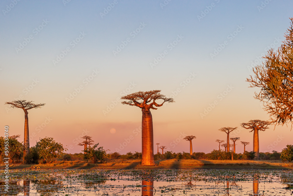 Beautiful Baobab trees at sunset at the avenue of the baobabs in Madagascar.