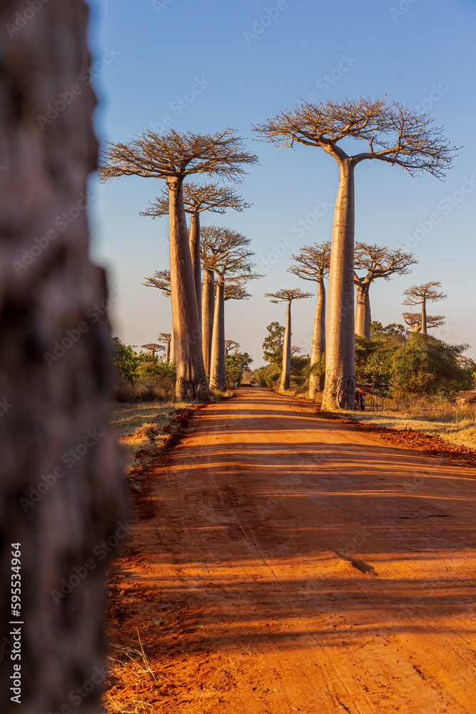 The Avenue of the Baobabs near Morondava, Madagascar.