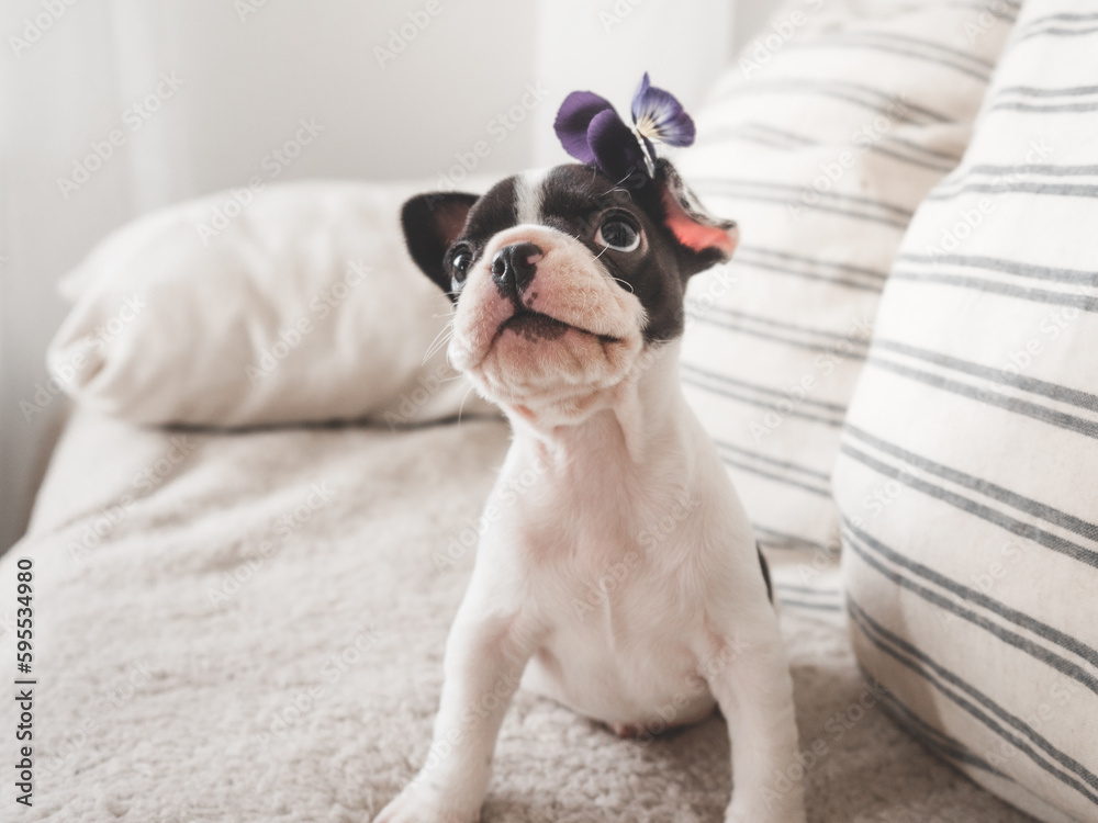 Cute puppy and flowers. Clear, sunny day. Close-up, indoors. Studio photo. Day light. Concept of care, education, obedience training and raising pet Cute puppy and flowers. Clear, sunny day. Close-up, indoors. Studio photo. Day light. Concept of care, education, obedience training and raising pet