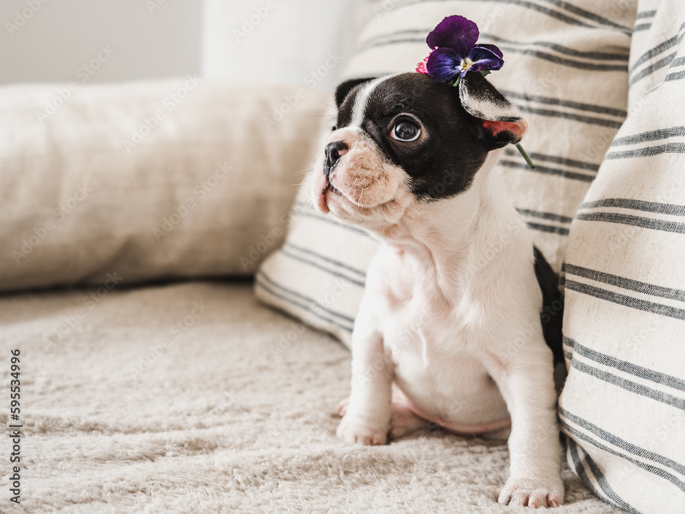 Cute puppy and flowers. Clear, sunny day. Close-up, indoors. Studio photo. Day light. Concept of care, education, obedience training and raising pet Cute puppy and flowers. Clear, sunny day. Close-up, indoors. Studio photo. Day light. Concept of care, education, obedience training and raising pet