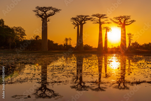 Valokuvatapetti Beautiful Baobab trees at sunset at the avenue of the baobabs in Madagascar