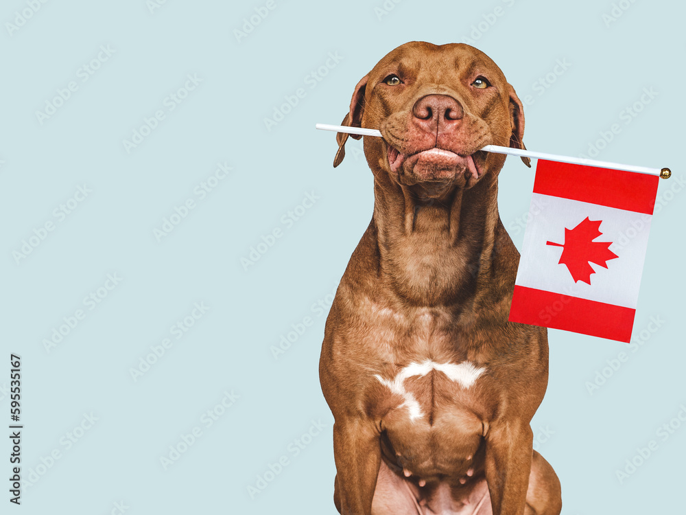 Charming, lovable brown puppy and Canadian flag. Closeup, indoors. Studio shot. Vacation, travel and tourism concept. Congratulations for family, relatives, friends and colleagues. Pet care