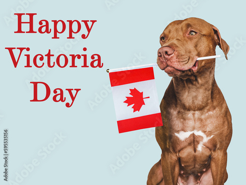 Happy Victoria Day. Charming, lovable brown puppy and Canadian flag. Closeup, indoors. Studio shot. Congratulations for family, relatives, friends and colleagues. Pet care concept