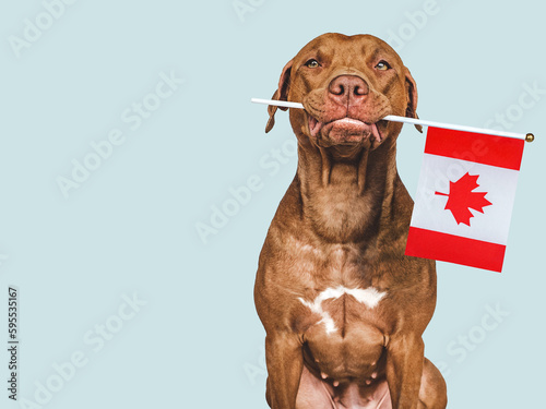 Charming  lovable brown puppy and Canadian flag. Closeup  indoors. Studio shot. Vacation  travel and tourism concept. Congratulations for family  relatives  friends and colleagues. Pet care