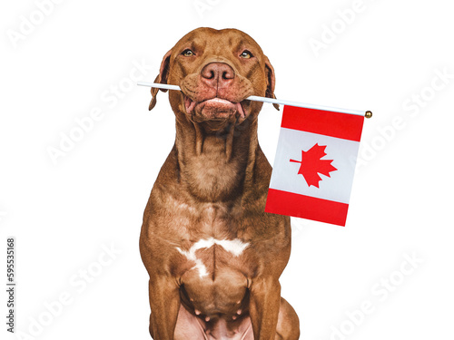 Charming, lovable brown puppy and Canadian flag. Closeup, indoors. Studio shot. Vacation, travel and tourism concept. Congratulations for family, relatives, friends and colleagues. Pet care