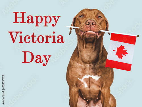 Happy Victoria Day. Charming, lovable brown puppy and Canadian flag. Closeup, indoors. Studio shot. Congratulations for family, relatives, friends and colleagues. Pet care concept