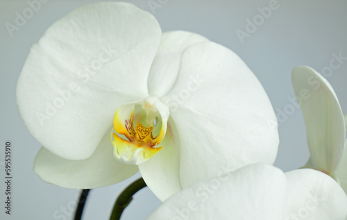 white and yellow orchid