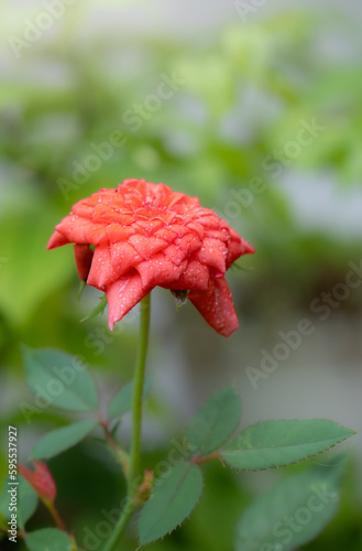 A rose with raindrops on it...