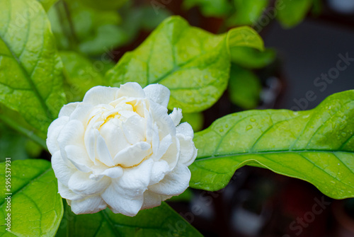 Overlapping jasmine flowers...