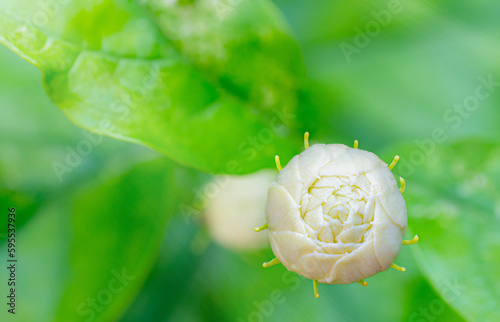 Overlapping jasmine flowers...