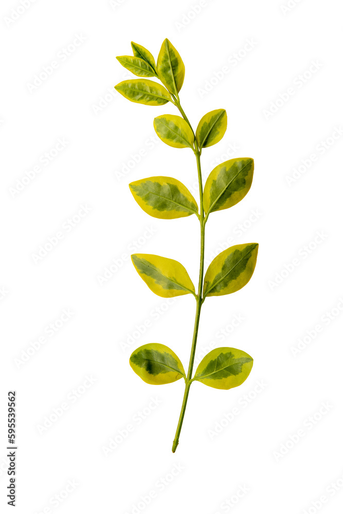 Obraz premium Tree, plant and fruit leaves