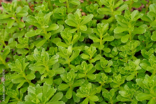 植物、春、緑、自然、日本、東京、野外、4月、5月、可愛い、カラフル、緑、グリーン、スプリング、葉、薬用、キリンソウ、sedum、kamtschaticum、fischer、