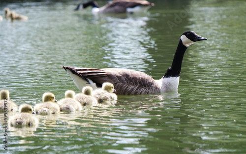 Cute Water Birds Geese and Chicks at Lake of Bedford City of England photo