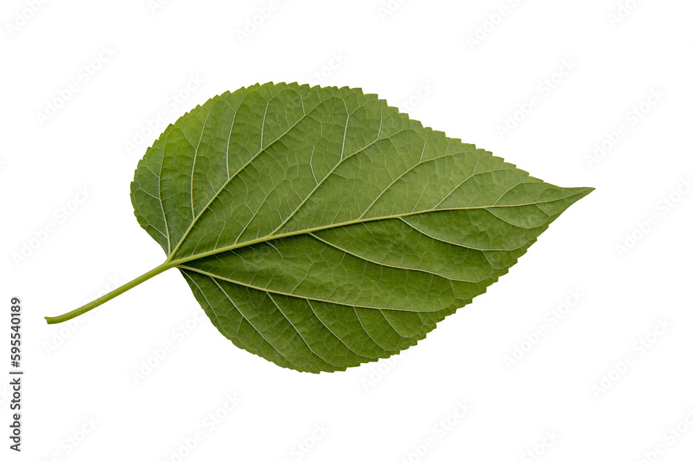 Fototapeta premium Tree leaves, plant and fruit leaves, PNG Photo