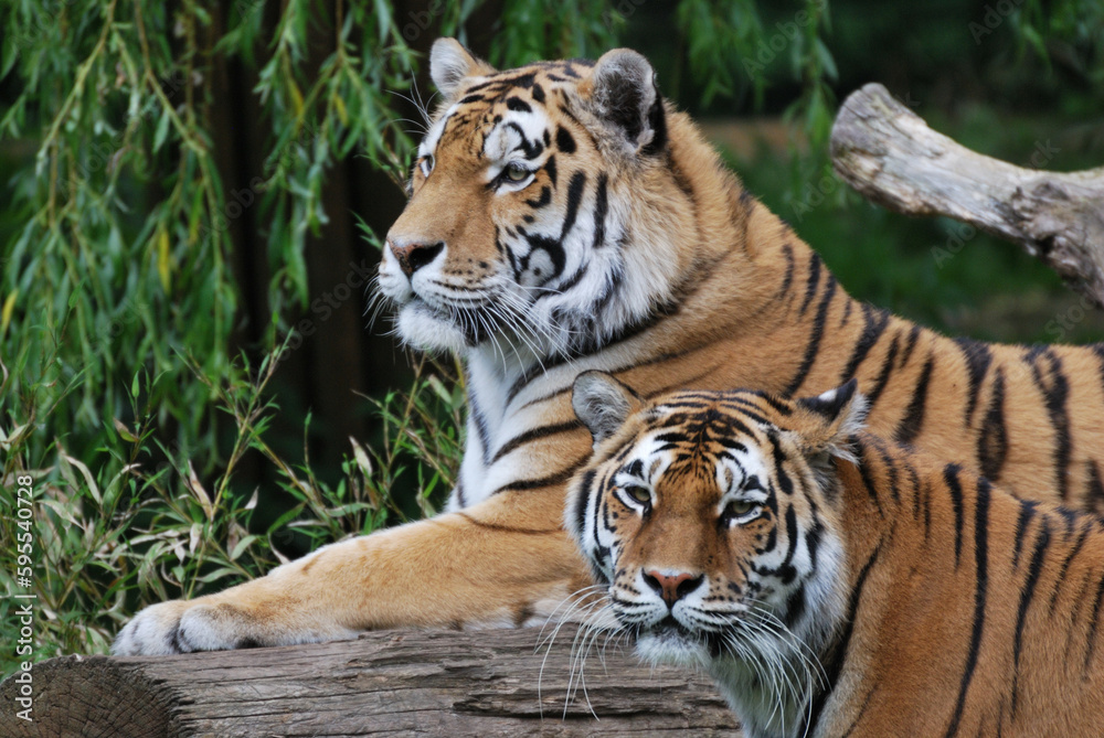 Beautiful tiger Beautiful tiger