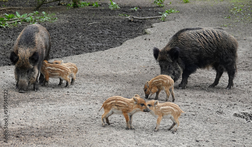 Female wild boars and their babies. Two sows and their piglets that are part of a sounder. © Wolfborn Indiearts