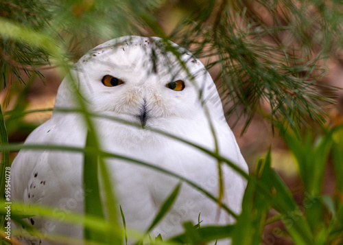 Captivating Snowy Owl Spotted in the North Pole: Rare Sighting of Bubo scandiacus photo