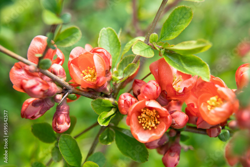 Flowering Chaenomeles, ornamental shrubs in the spring garden. Decorative shrubs in landscape design.