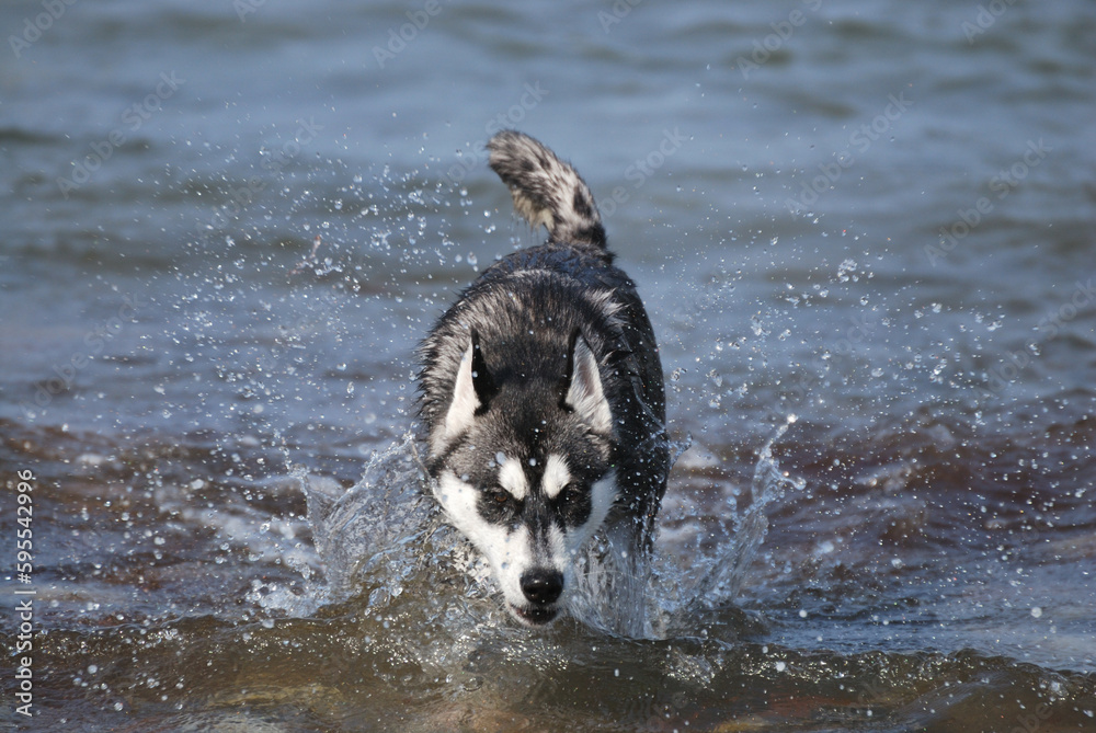 husky having fun in sea husky having fun in sea