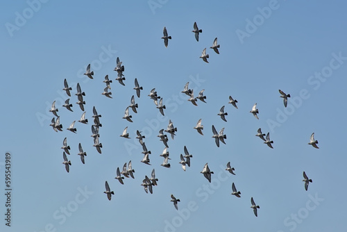 Flock of domestic pigeons flying on a blue sky - Columba livia domestica 