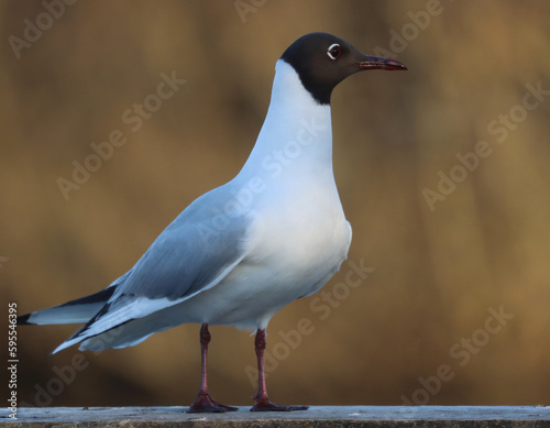 Photography Black-headed gull