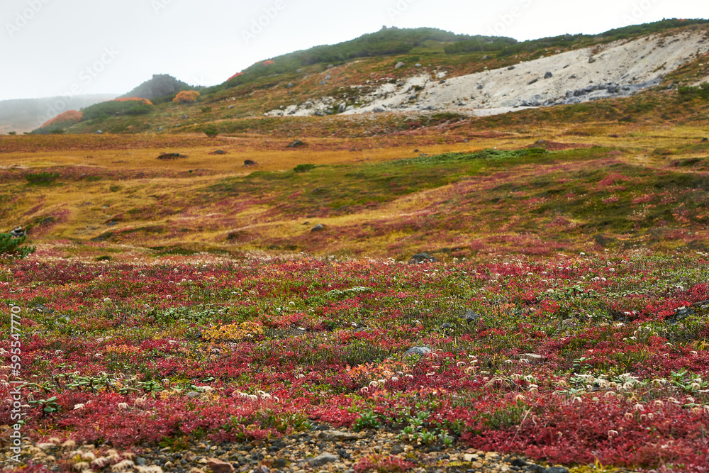 北海道　旭岳の紅葉　チングルマの群落
