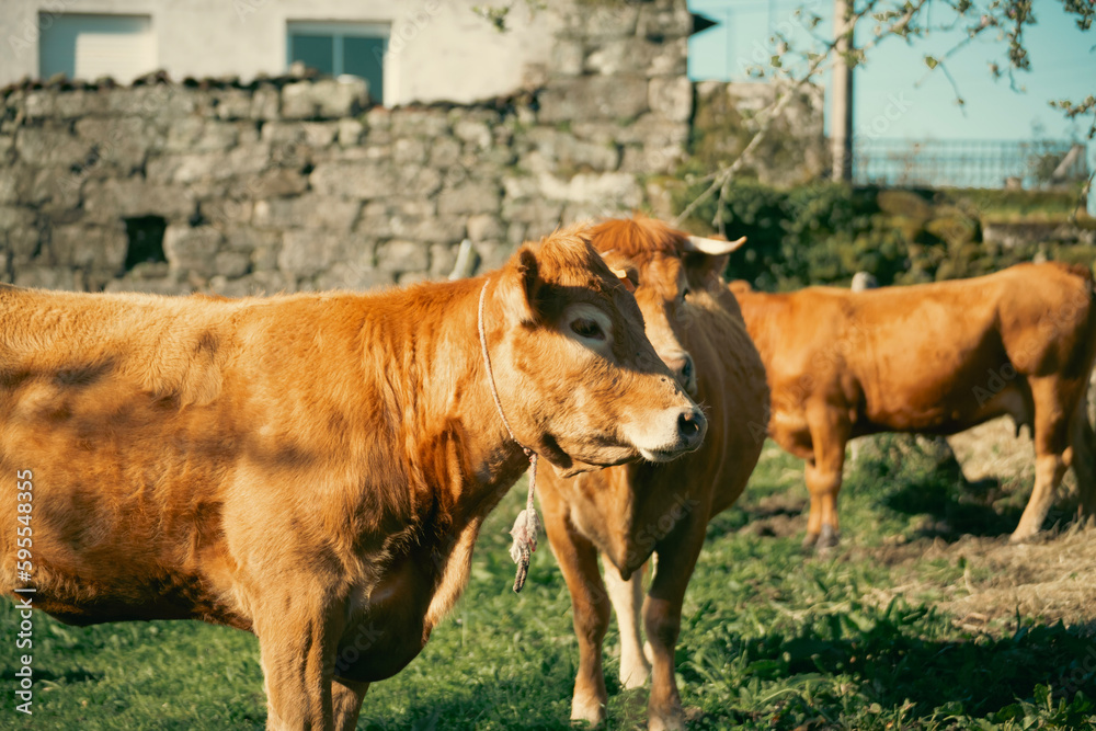 cow and calf cow and calf