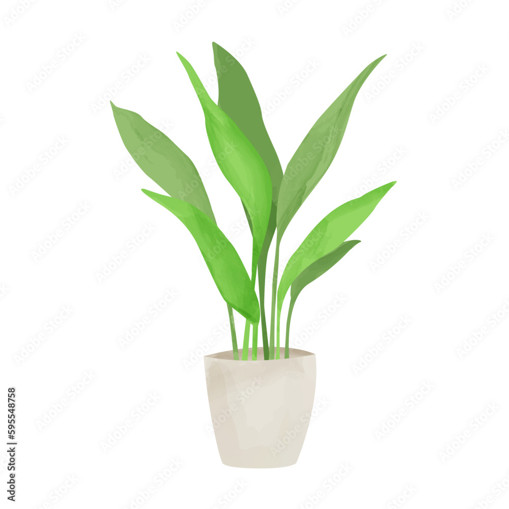 Fototapeta premium Watercolor vector home flower in ceramic pots, Prout, green leaves in flower pot closeup isolated on white background. Hand painting.