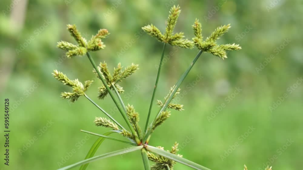 Cyperus rotundus (coco-grass, Java grass, nut grass, purple nut sedge, purple nutsedge, red nut sedge, Khmer kravanh chruk, rumput teki) with natural background. Cyperus rotundus is a perennial plant. Cyperus rotundus (coco-grass, Java grass, nut grass, purple nut sedge, purple nutsedge, red nut sedge, Khmer kravanh chruk, rumput teki) with natural background. Cyperus rotundus is a perennial plant.